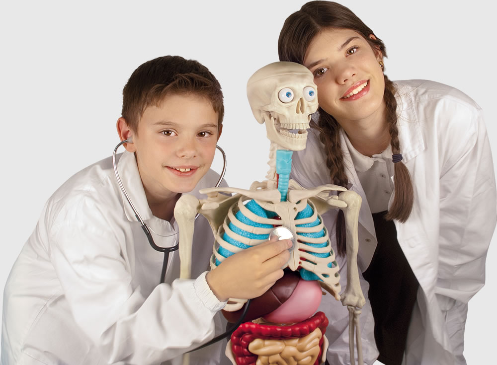 La Colección Colección Cómo Funciona El Cuerpo Humano La Colección Colección Cómo Funciona El Cuerpo Humano